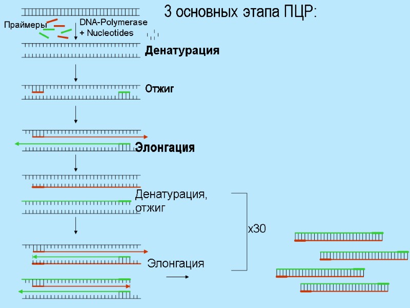 3 основных этапа ПЦР: